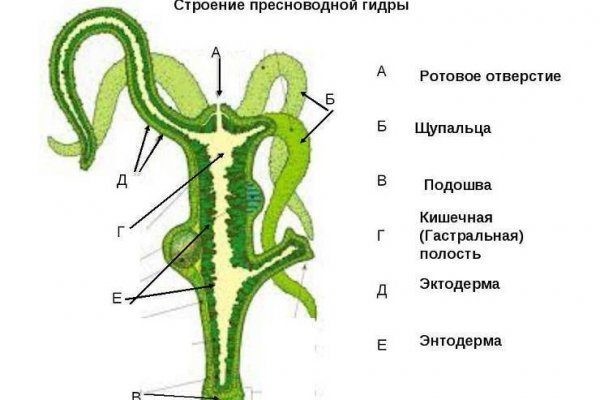 Кракен точка