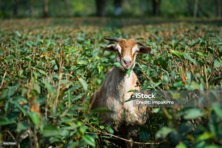 ���������� ���: ����� ����� ������ ��������