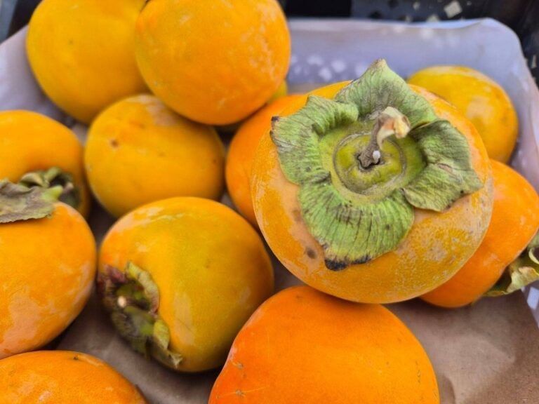 ������������ ������� ������������� ���� ��������� ����� �� �����������