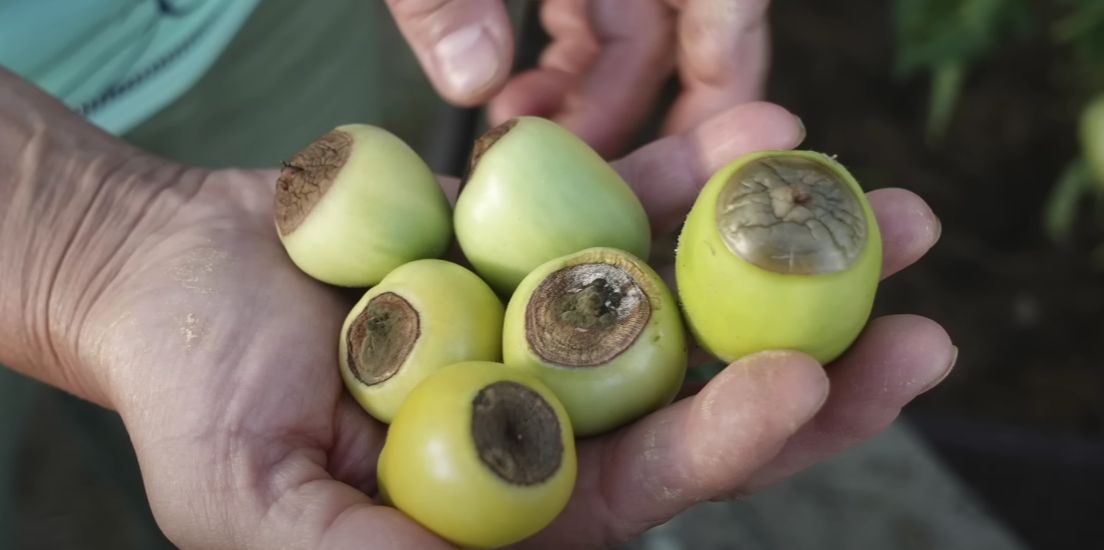 Как справиться с вершинной гнилью помидоров: советы для огородников