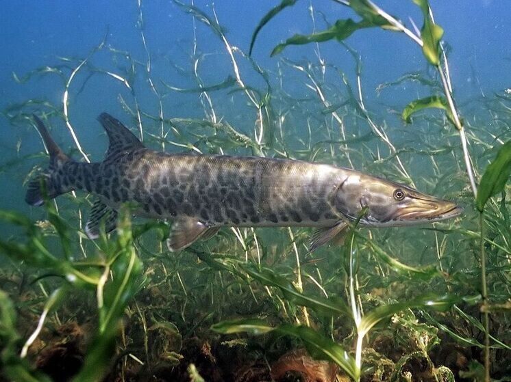 ������������� �������� ����� ������, ������ ����������� ����������