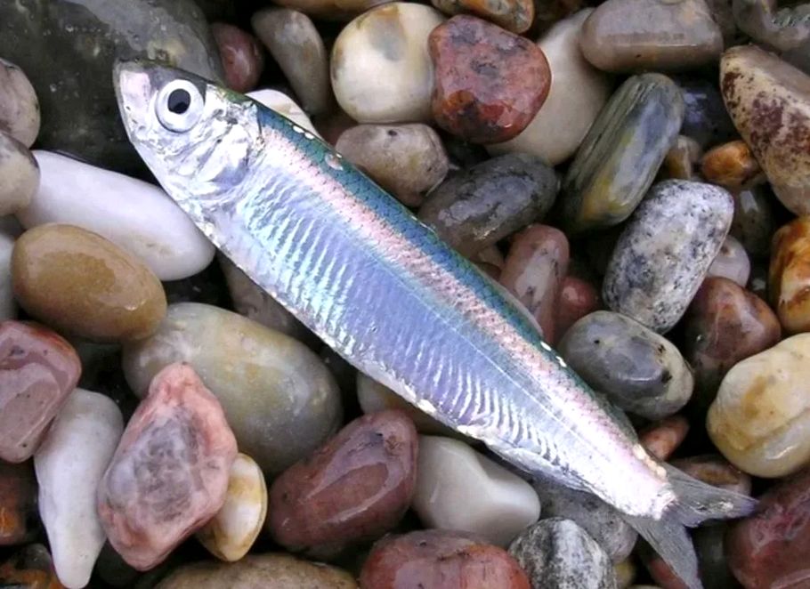 Килька: маленькая рыба с огромным значением для экосистемы