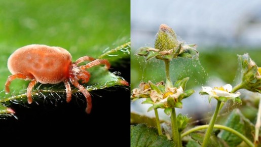 ��� ��������� �������� �������� ��������� ������� ������