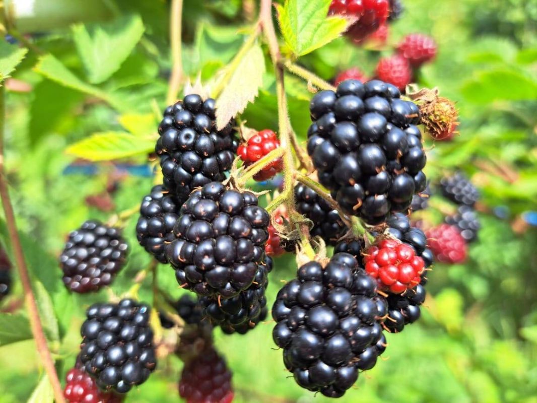 ��� ��������� �� �������� �������� ������� ���� ������