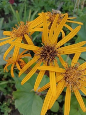 ��������� ��������: ��� ��������� � ����������� ������� ����������� �������