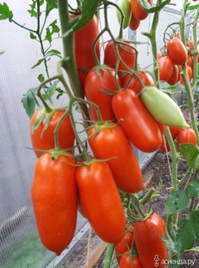 Томат Каскадер: гарантированный урожай и простота ухода
