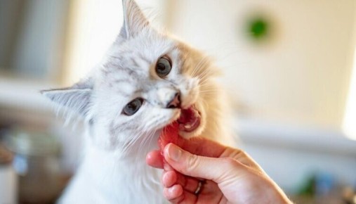 ��� ����� ���� ���� �� ������������� ����� ��� ����� ��� ��������?