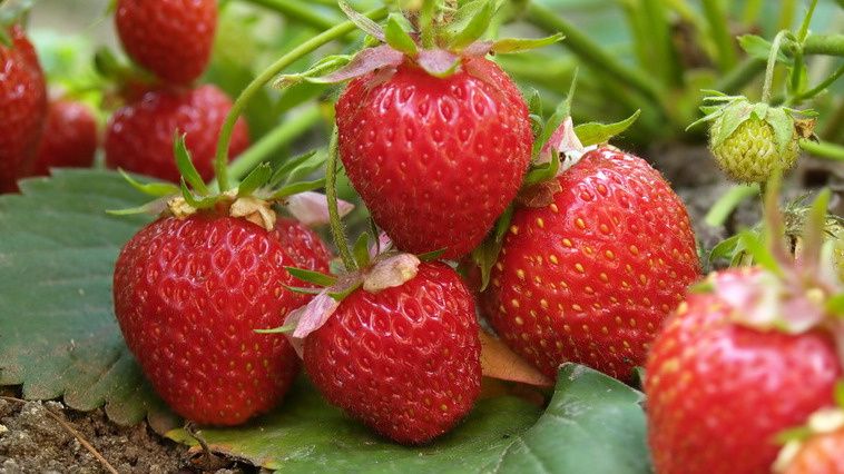 ��������� ���������� ������� ��������� ��������: ������� ���������� ��������