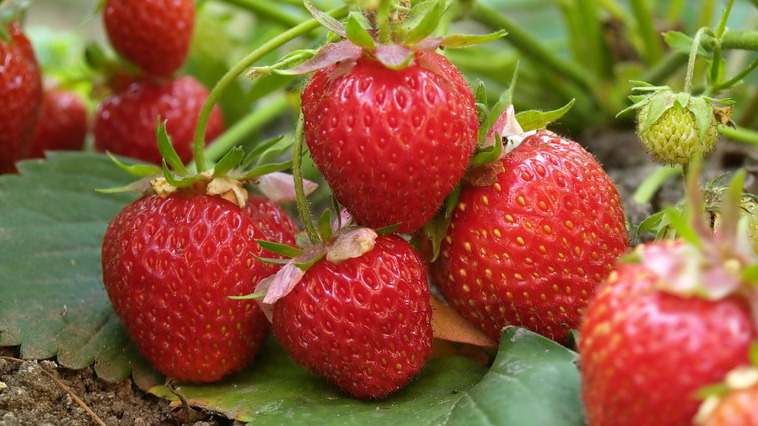 Овладение искусством осенней подкормки клубники: секреты бюджетного садовода