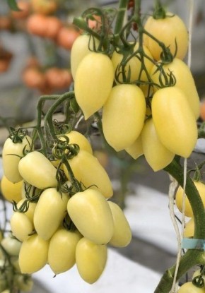 Томат Белая звезда: неожиданное открытие для гурманов и дачников