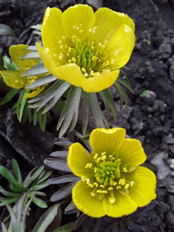 Цветущие открытия: восемь растений, которые преобразят ваш сад в 2025 году