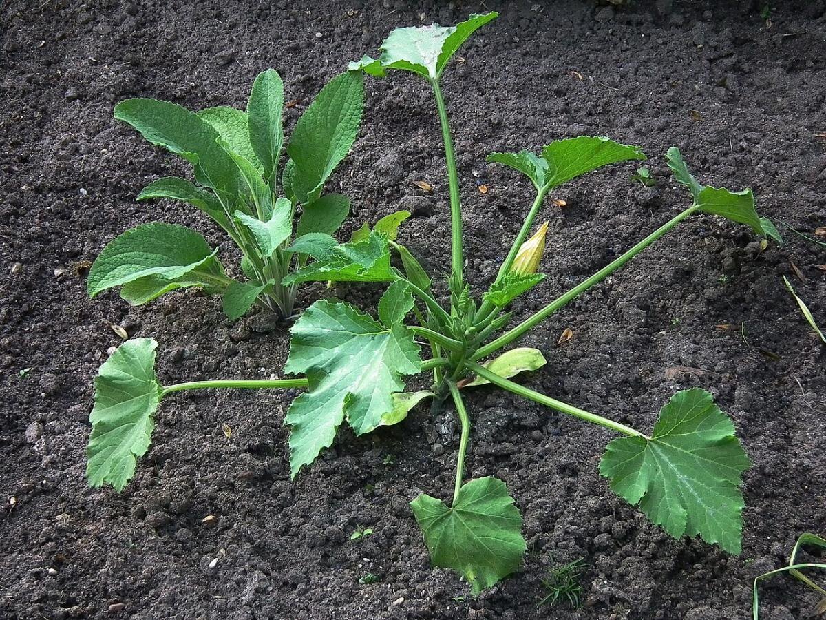 Как кабачки могут остаться без урожая: нежелательные соседи на грядке