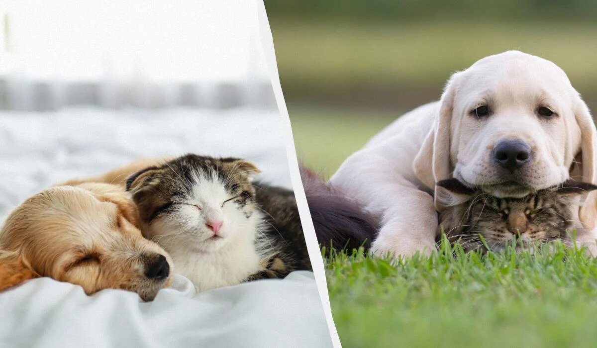 Как выбрать дружелюбную собаку для вашего кота: топ пород