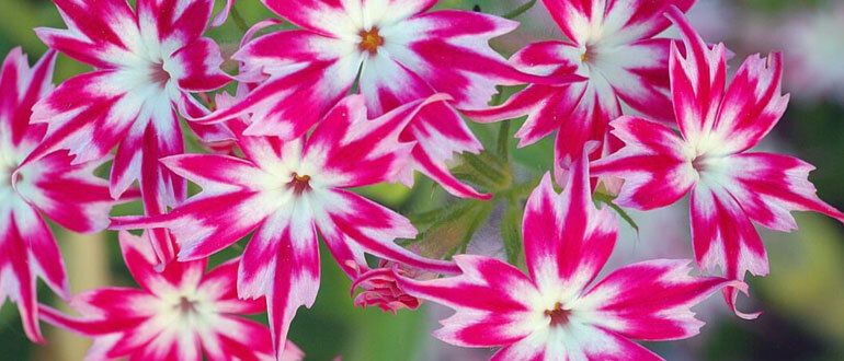 ��������� ����: ����� � ������ ��� ������ ����