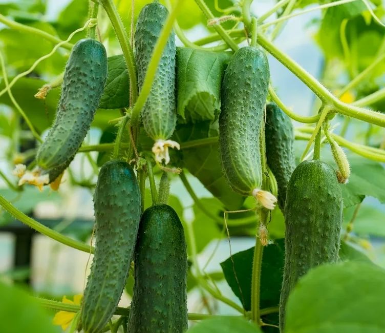 ��� ��������� ������������� ������ � ���� ��� �������� ������