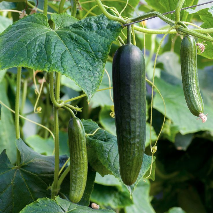 Три сорта огурцов, на которых всегда можно положиться