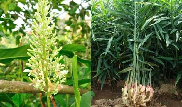 ���������� ��������: ������� � �������� �������� �������