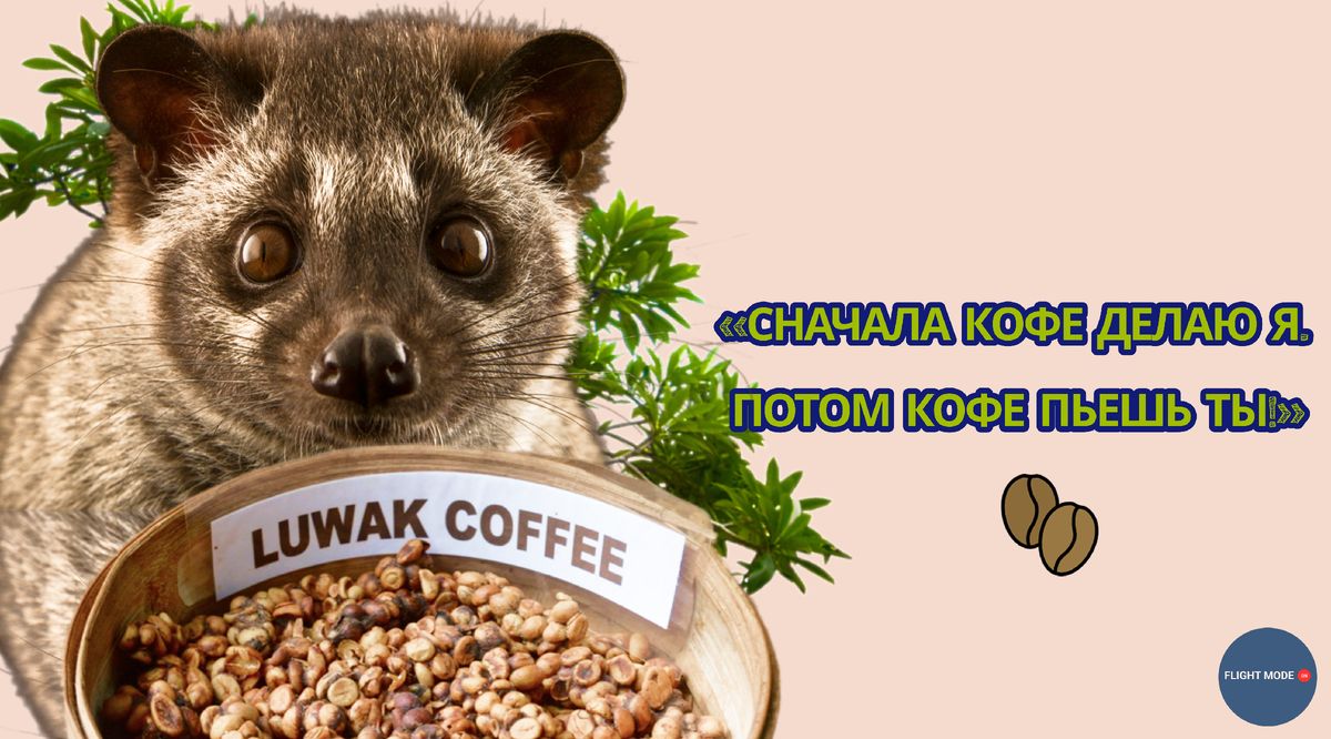 Кофе из экзотики и помидоры с Гаваны: что привозят бортпроводники?