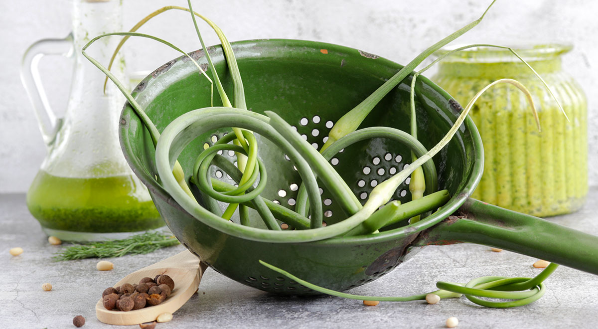 Чесночные стрелки: секреты заготовки и полезные свойства