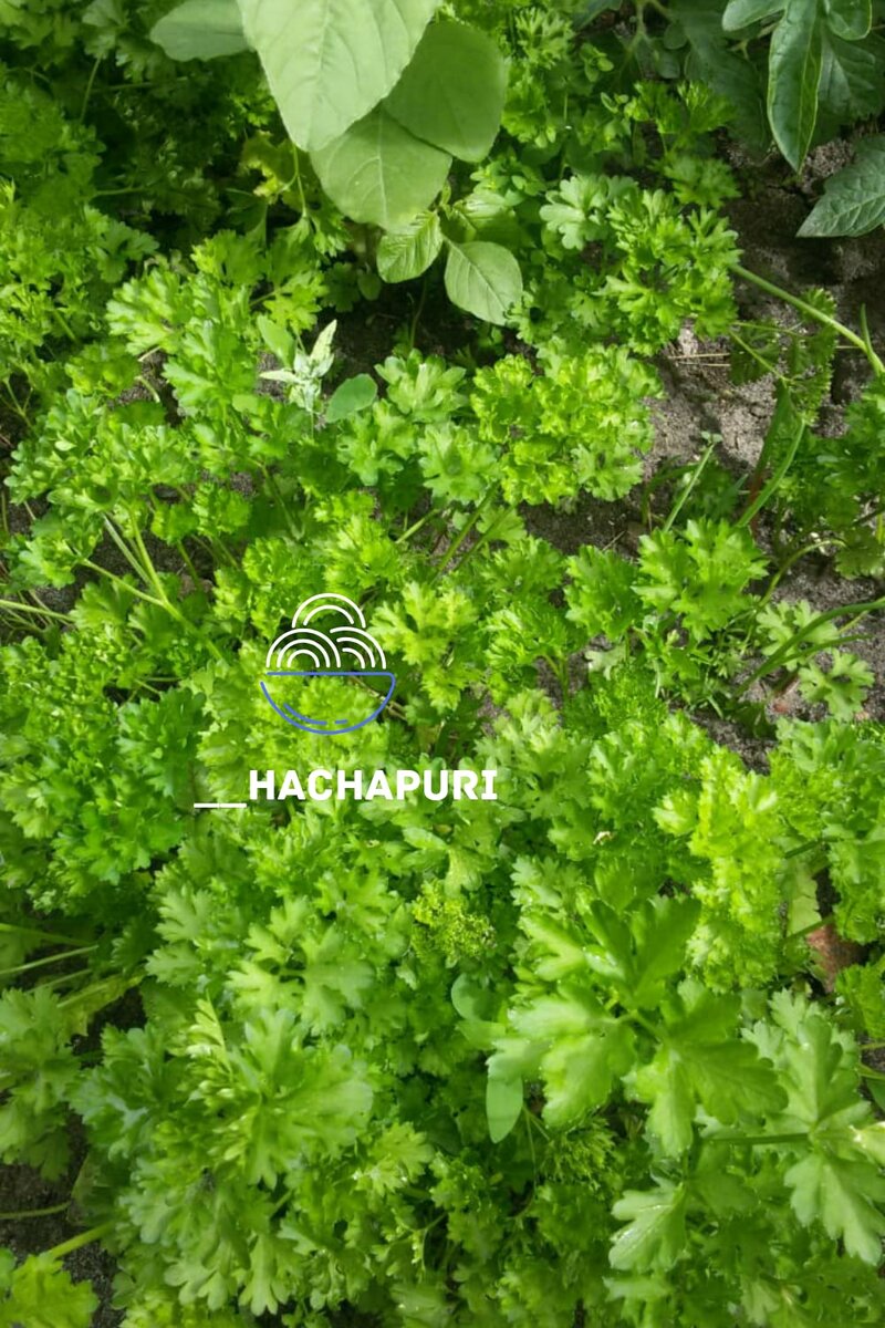 Незаменимые советы по работе с зеленью в кулинарии