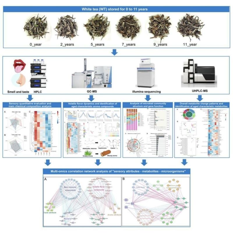 Как старение меняет характер Бай Муданя
