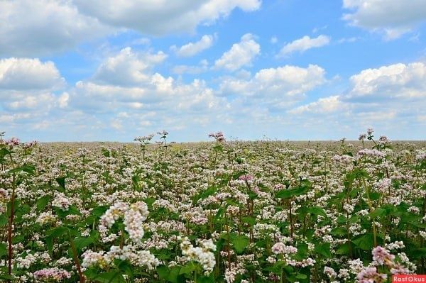 �������: ������������� ����� ��� ������������ ��������