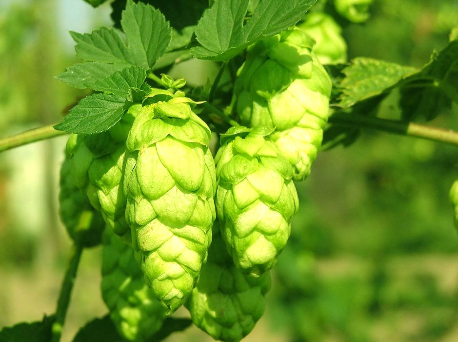 ����� ������������