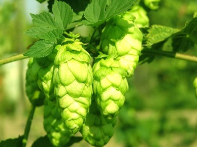 ����� ������������