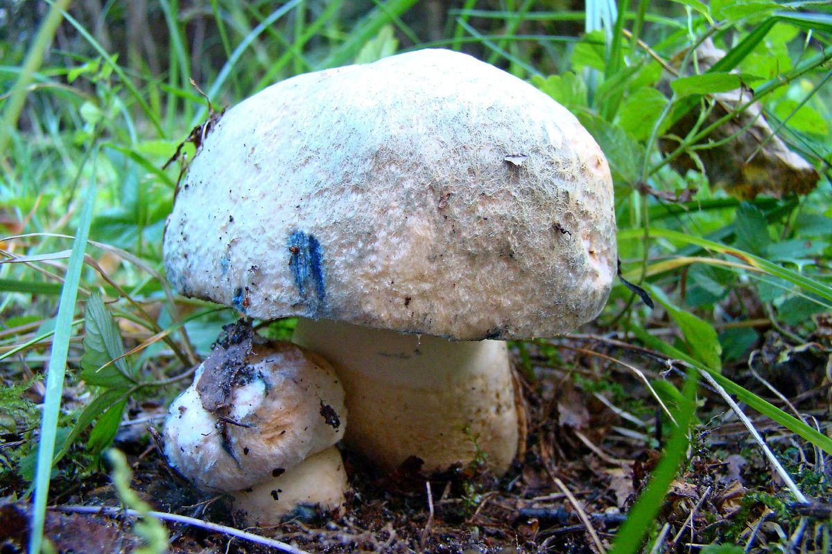 ������� �������: ������ ���������� ���������� ��� ����?