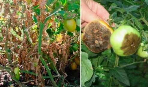 ������ � ����� ������� ������ �� ���������