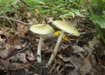 ������� ������� �������