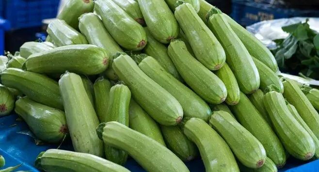 Ранние кабачки: лучшие сорта для быстрого урожая и их преимущества