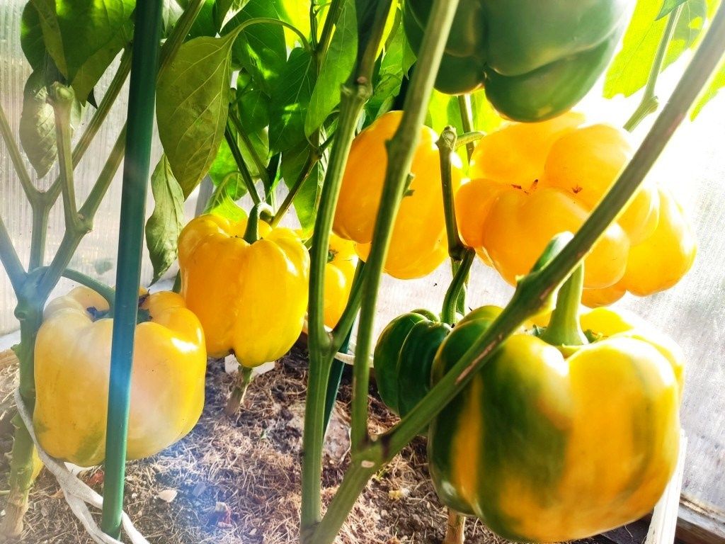 ���-6 ������ �����, ������� ����������� ����� ����������� � ���� ����