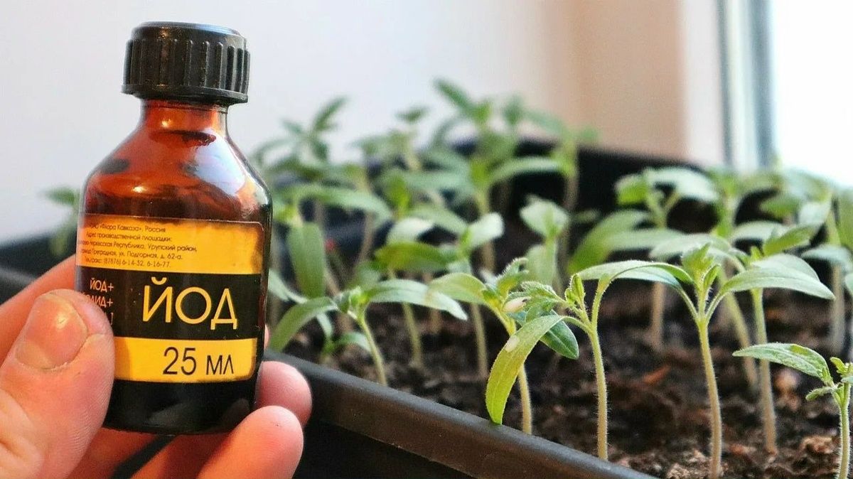 ��� ��� �������� �������: ������� ����� �� ����������