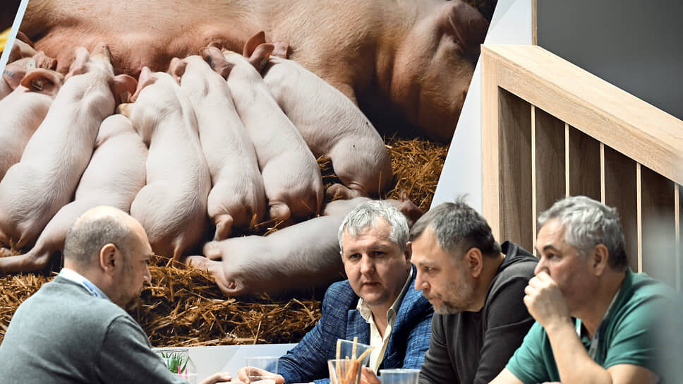 Снижение цен на свинину: что это значит для производителей и потребителей?