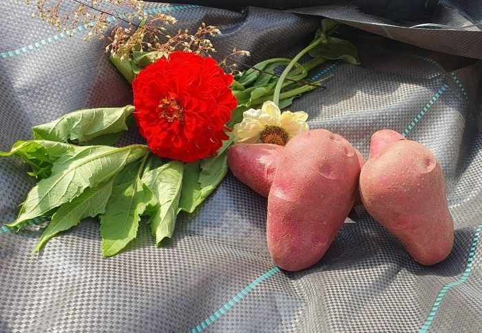 ��������������� ��������� �������: ��������� ����� ��� ������ �������