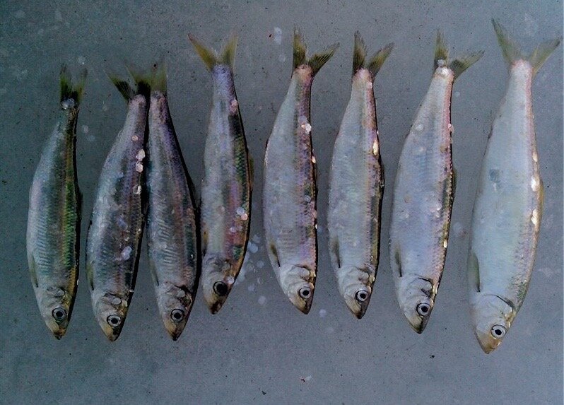 Селедка: от любви к гастрономическому искусству