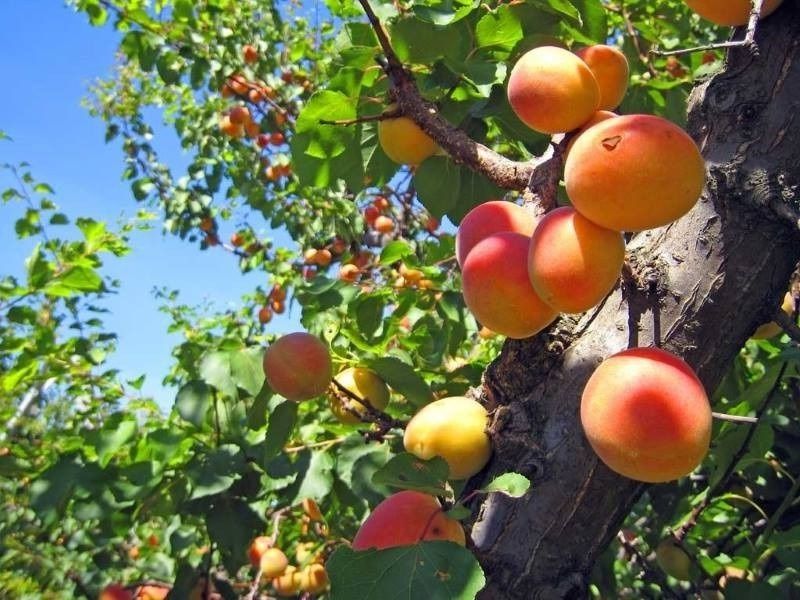 �������� ���� �� ����������: ����������� ������� ��� �������� ������