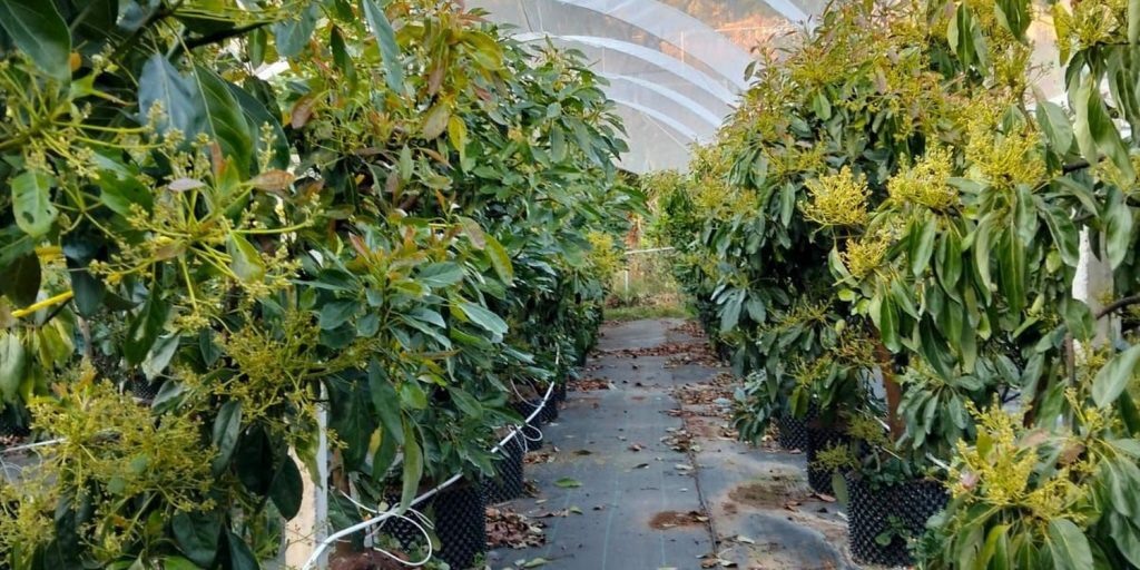 Гидропоника авокадо: Мексиканские фермеры пробивают новые горизонты