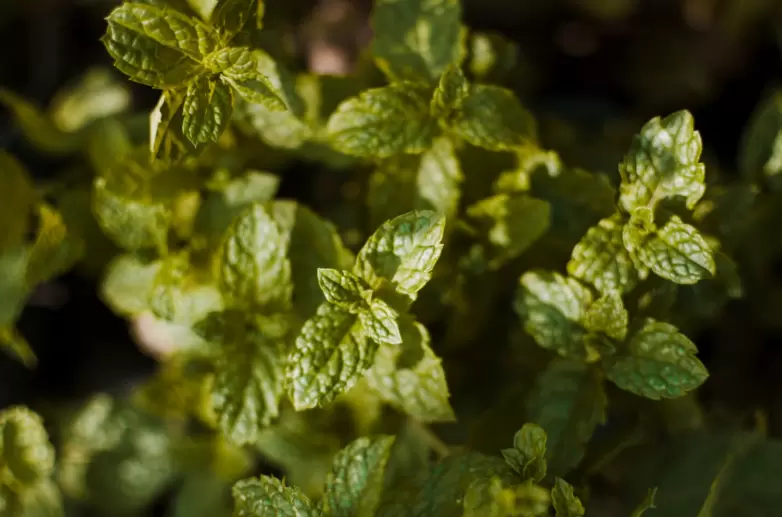 Исследование подтверждает: мята, эвкалипт и чили борются с воспалениями