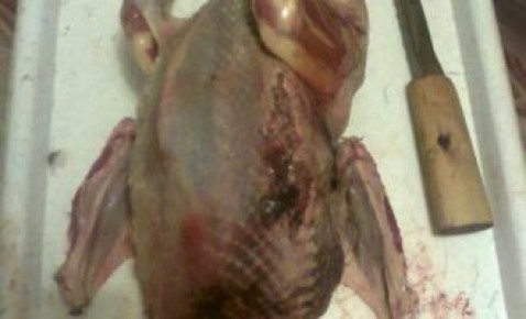 Как приготовить глухаря запечённого в духовке: секреты и советы