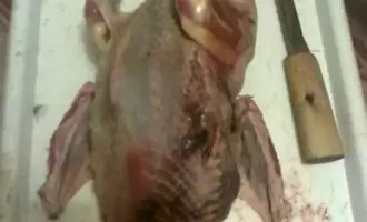 Как приготовить глухаря запечённого в духовке: секреты и советы