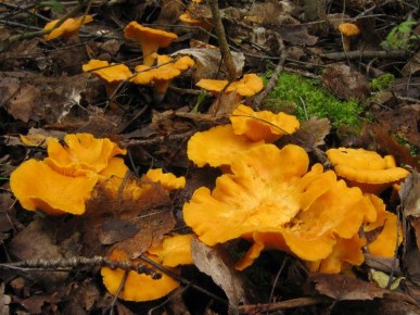 ��������������� �������: ������ ������ ������ ������� � ������������� �������