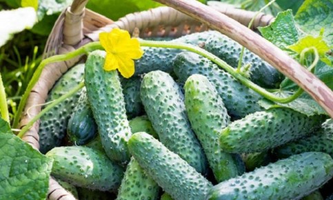 �������� ��������� ��� �������: ��� ��������� ������ ������������ ������� ������