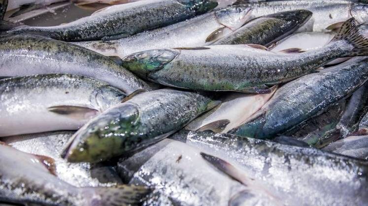 Как российская рыба завоевывает рынок: от замороженного продукта до gourmet