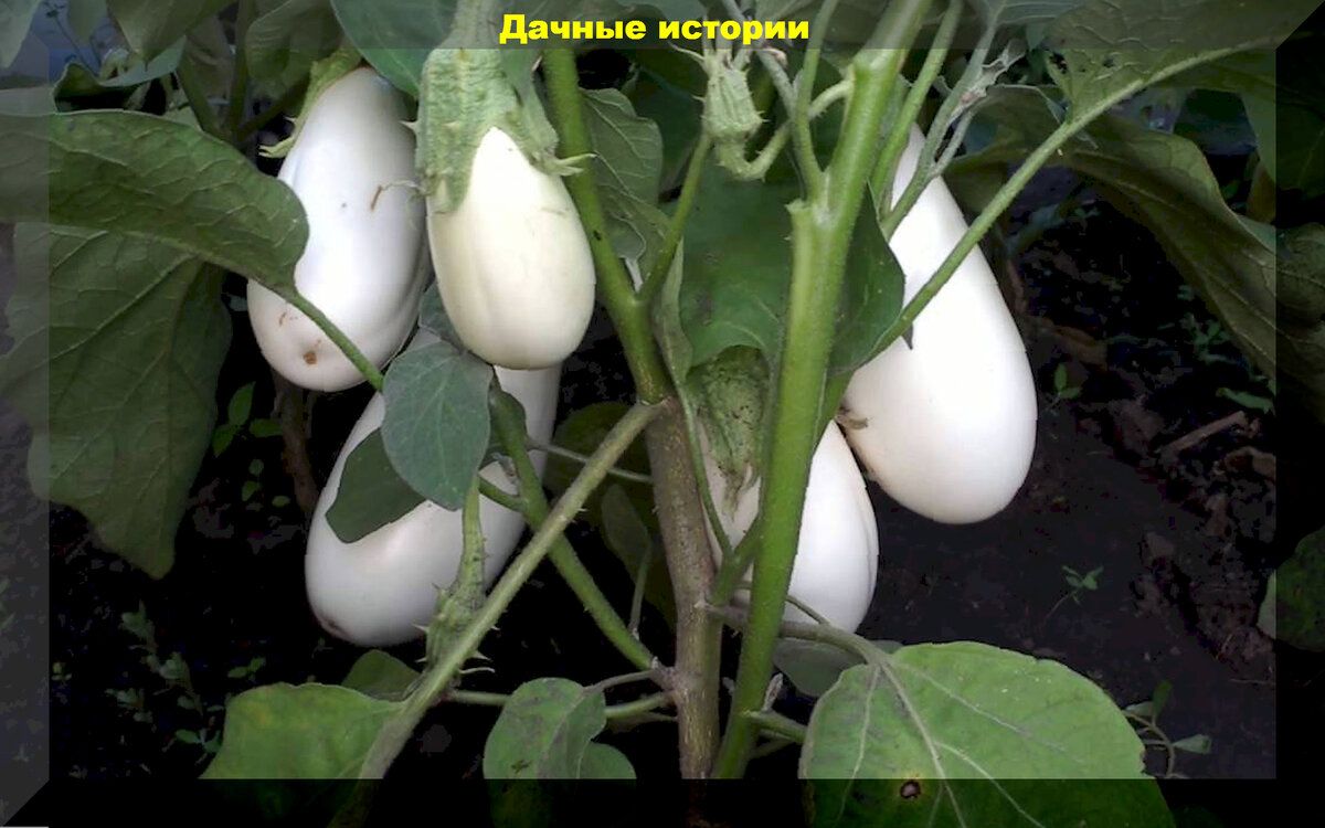 Лучшие сорта баклажанов для урожайного сезона и вкусных блюд