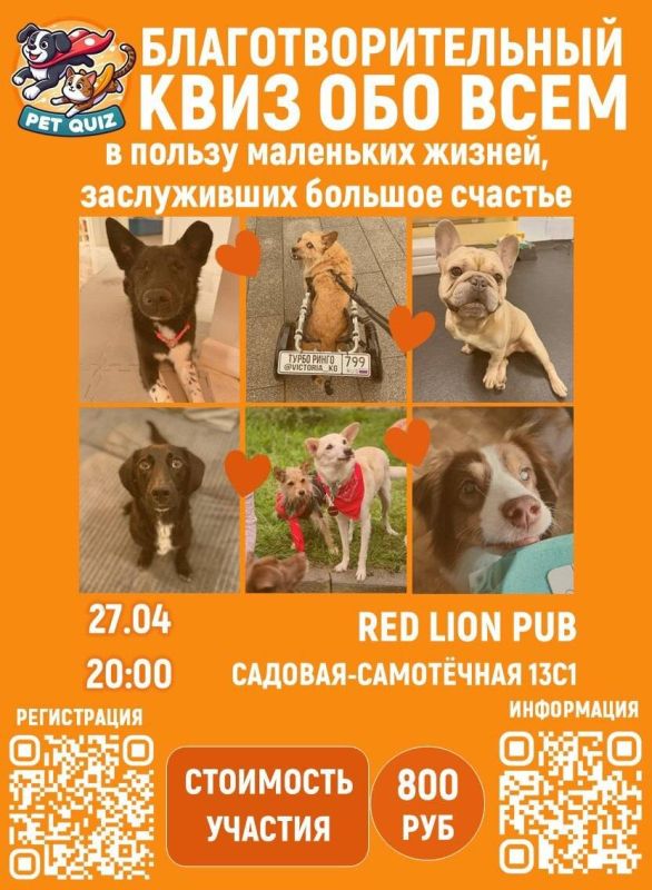 Весёлый квиз для собак: как помочь зооволонтёру в Red Lion Pub