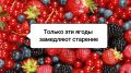 Ягоды, сохраняющие молодость