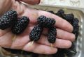 Неизвестные продукты, которые помогают защитить ДНК и бороться с раком