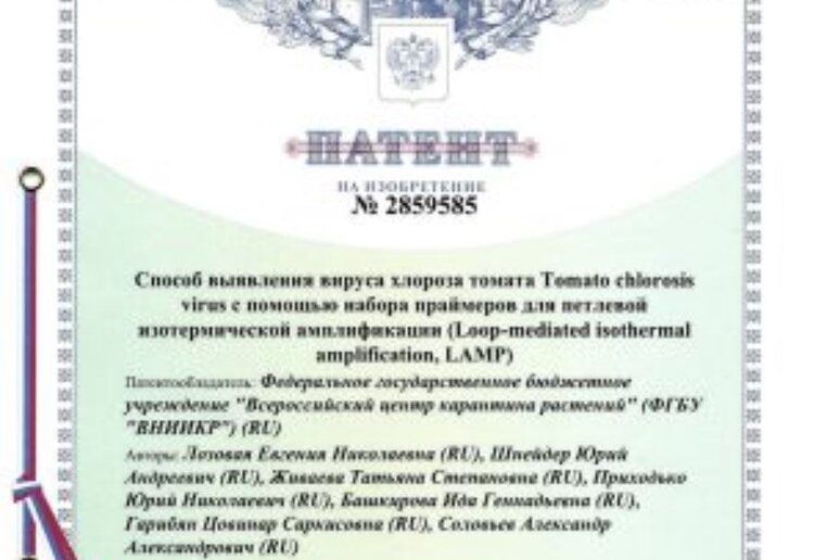 Российские ученые изобрели способ диагностики вируса хлороза томата